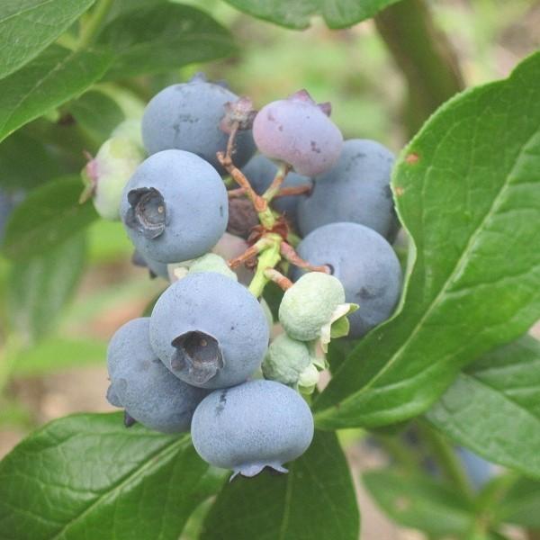 Blueberry 'Patriot' Highbush Potted Blueberry Plant