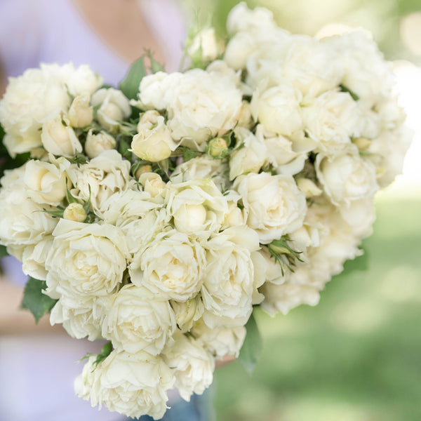 Icecap™  Bare Root Rose Bush