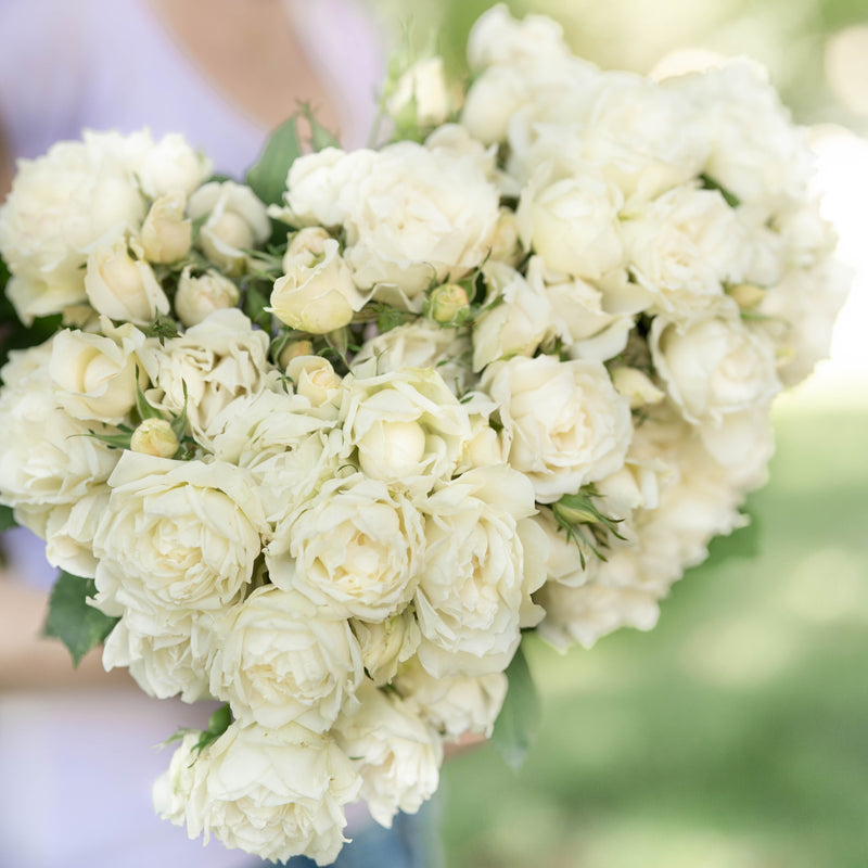 Icecap™  Bare Root Rose Bush