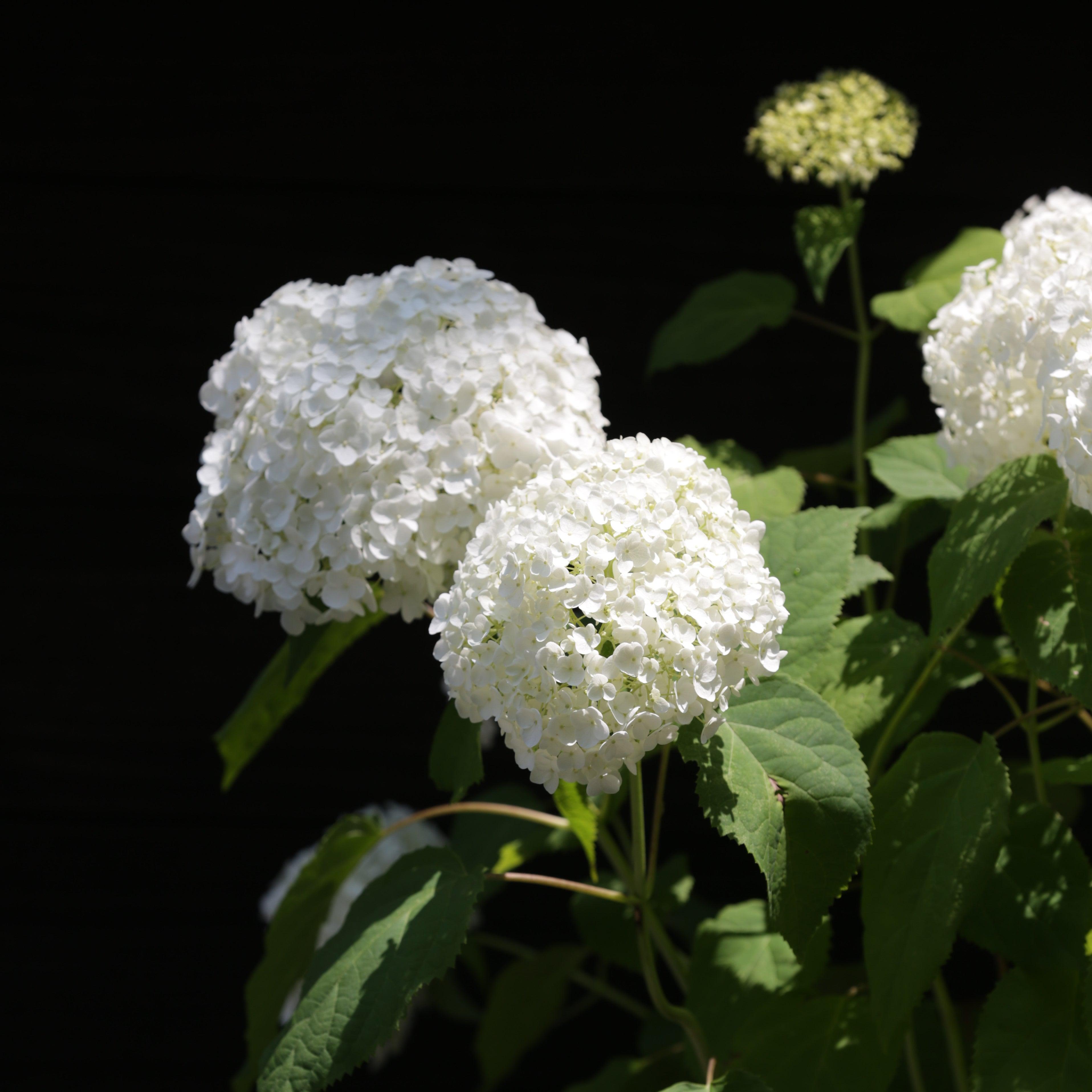 Hydrangea Annabelle Potted Smooth Hydrangea Bush