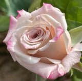 Menta™ Potted Rose Bush