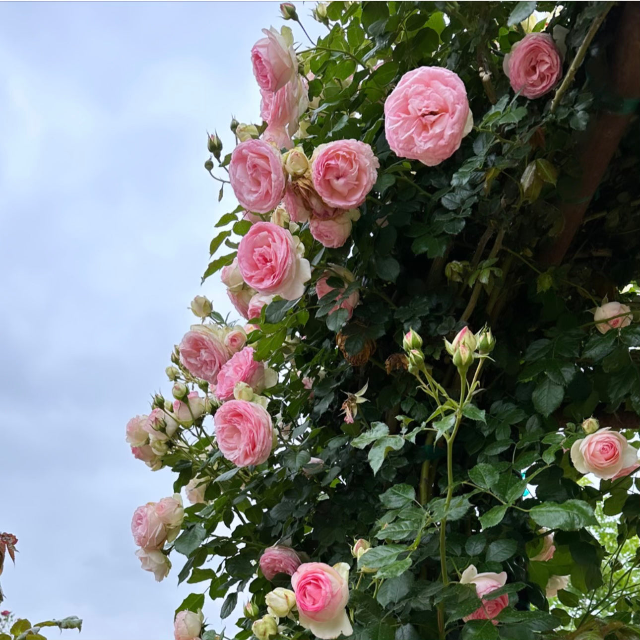 Eden Climber®   Bare Root Climbing Rose