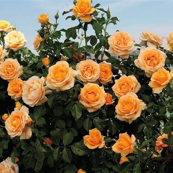 Golden Opportunity™ Potted Climbing Rose