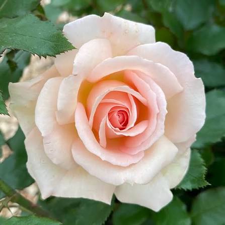 Chandos Beauty Bare Root Rose Bush