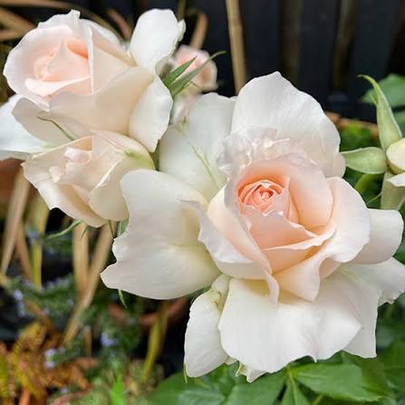 Chandos Beauty Bare Root Rose Bush