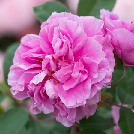 Therese Bugnet Bare Root Rose Bush