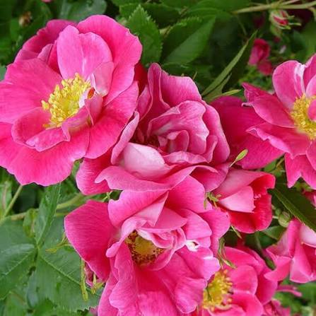 William Baffin Bare Root Rose Bush