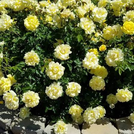 True Bloom Roses® True Friendship™ Bare Root Rose Bush