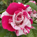 Rose with pink and white petals on a blurred green background