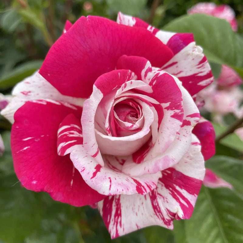 Rose with pink and white petals on a blurred green background
