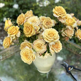 Golden Mustard Potted Rose Bush