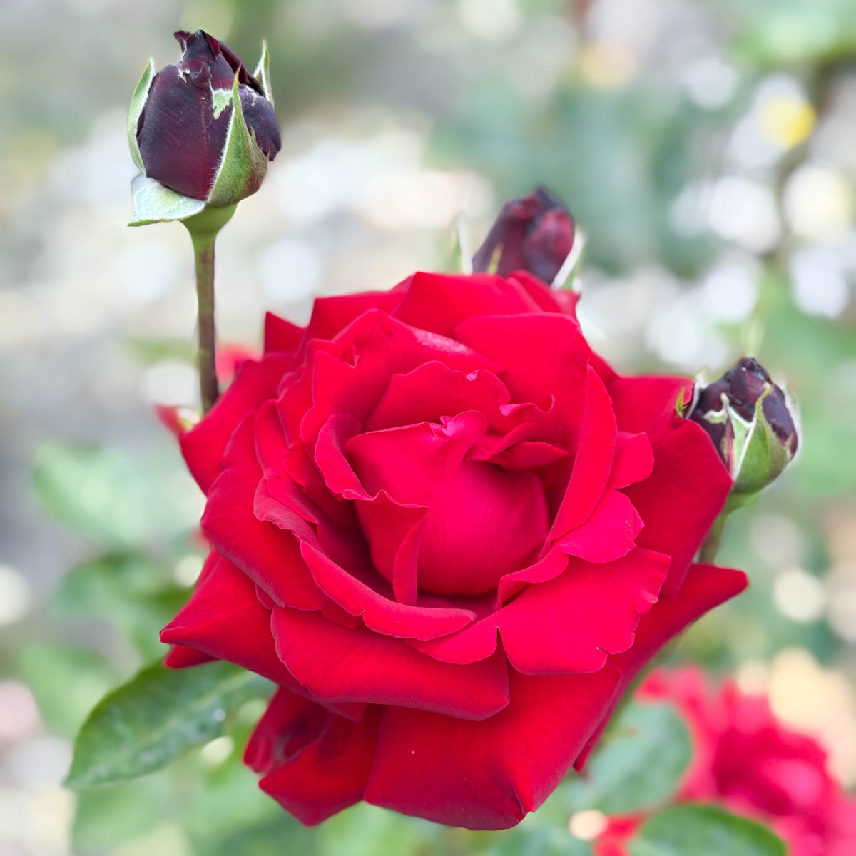 Ingrid Bergman® Bare Root Rose Bush