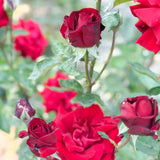 Ingrid Bergman® Bare Root Tree Rose