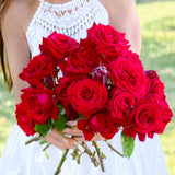 Ingrid Bergman® Bare Root Tree Rose