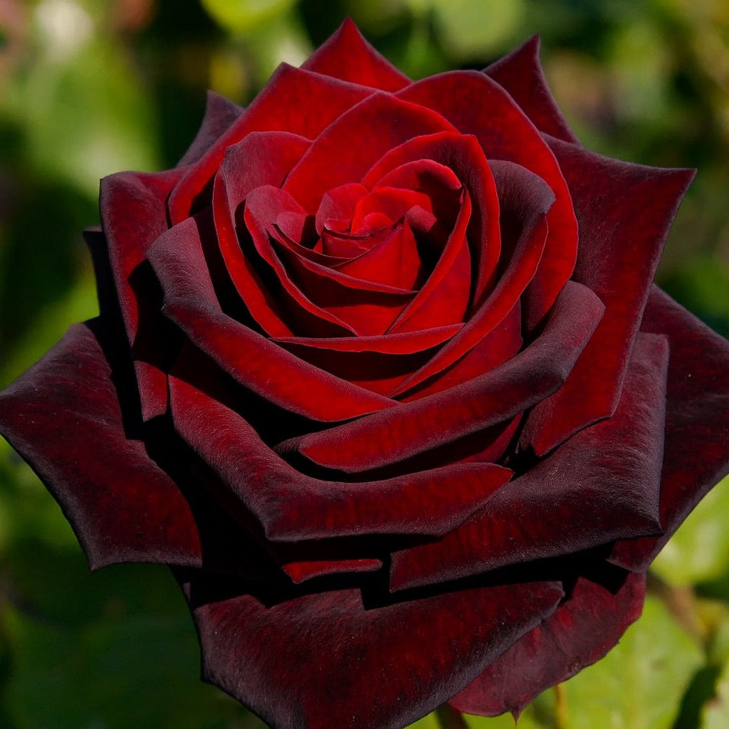 Ink Spots™ Potted Rose Bush