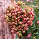 Princess Pinku Spray Rose Special Bouquet