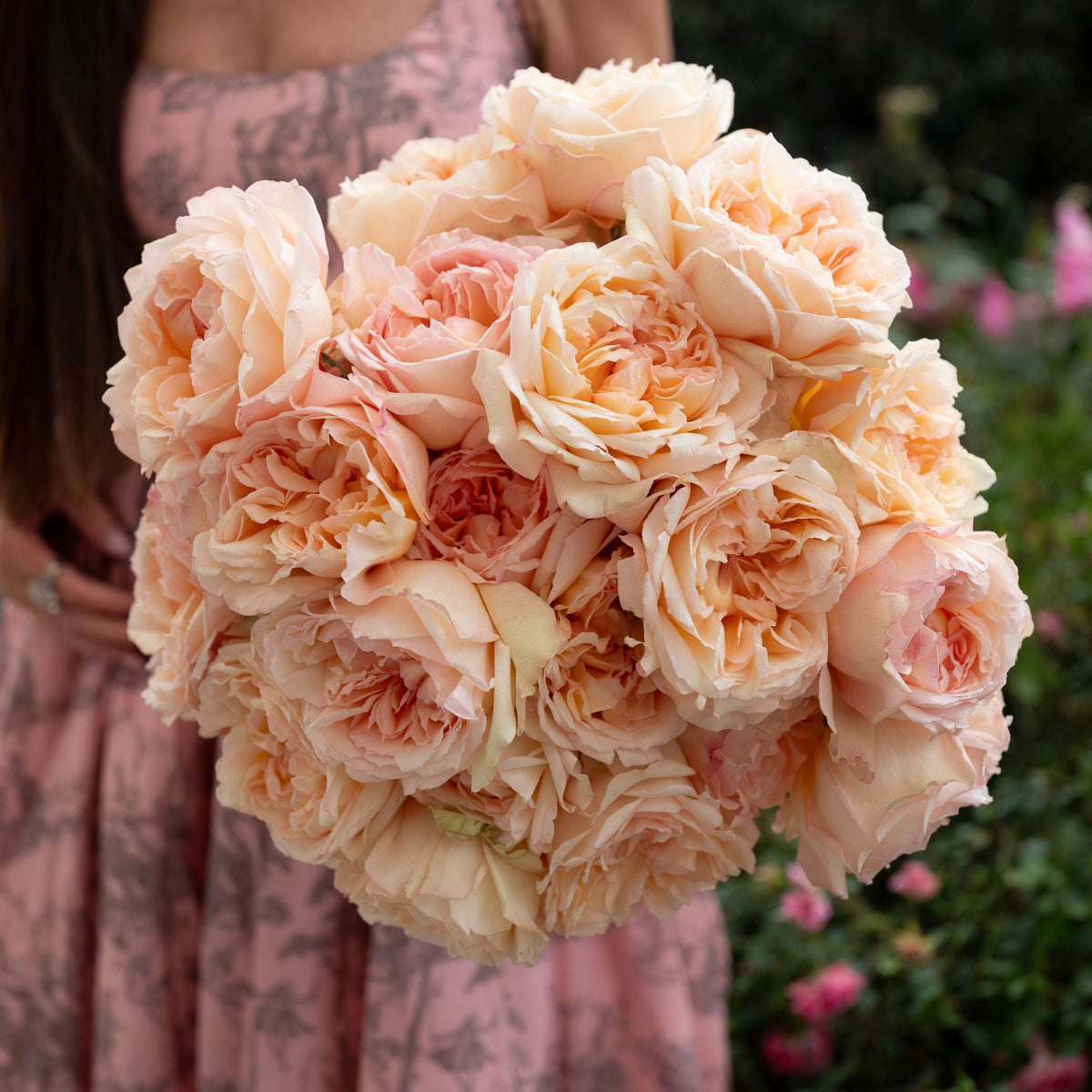 Peach Rose Varieties Amore Roses | Sandra's Garden