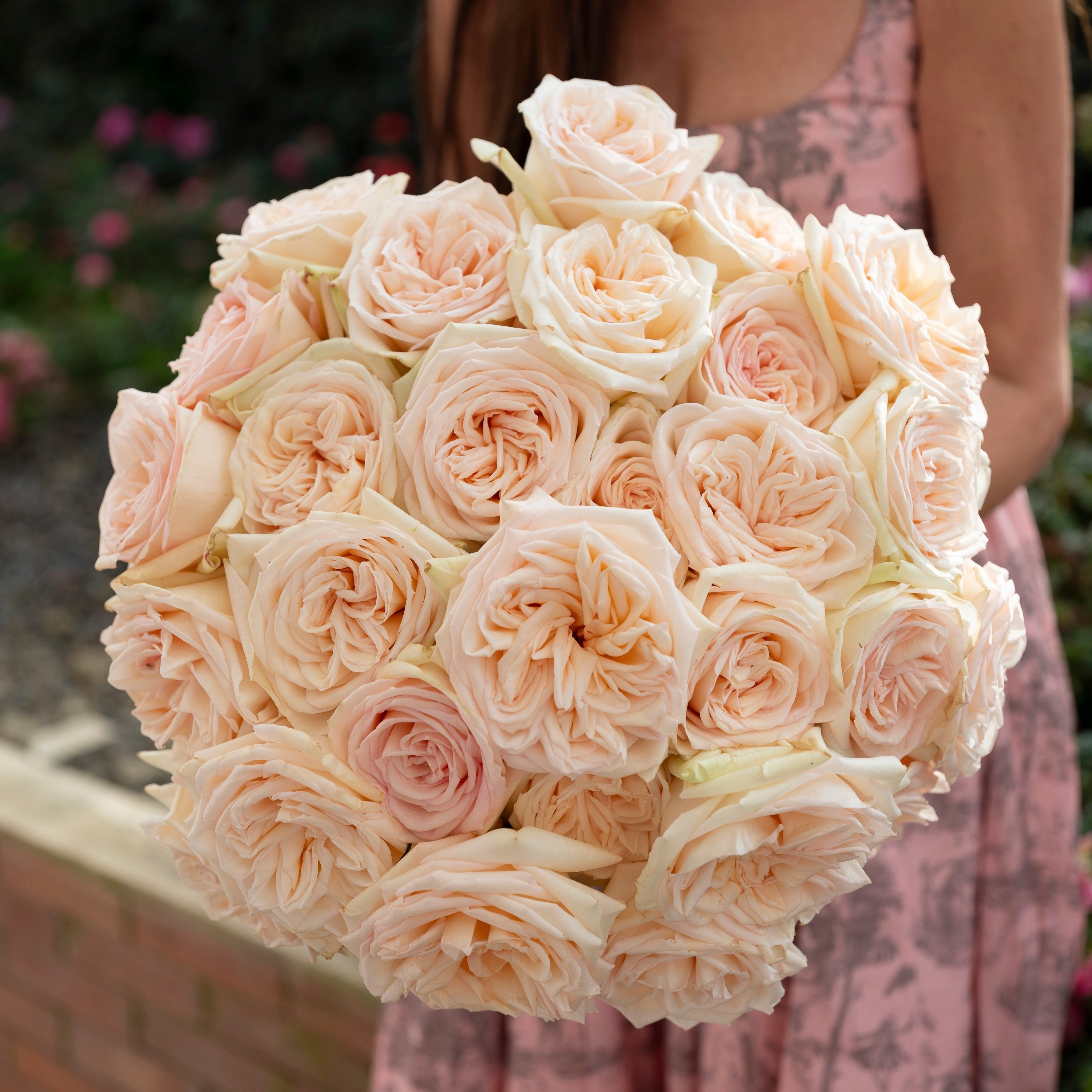 Cream Roses | From White O'Hara To Princess Maya | Grace Rose Farm