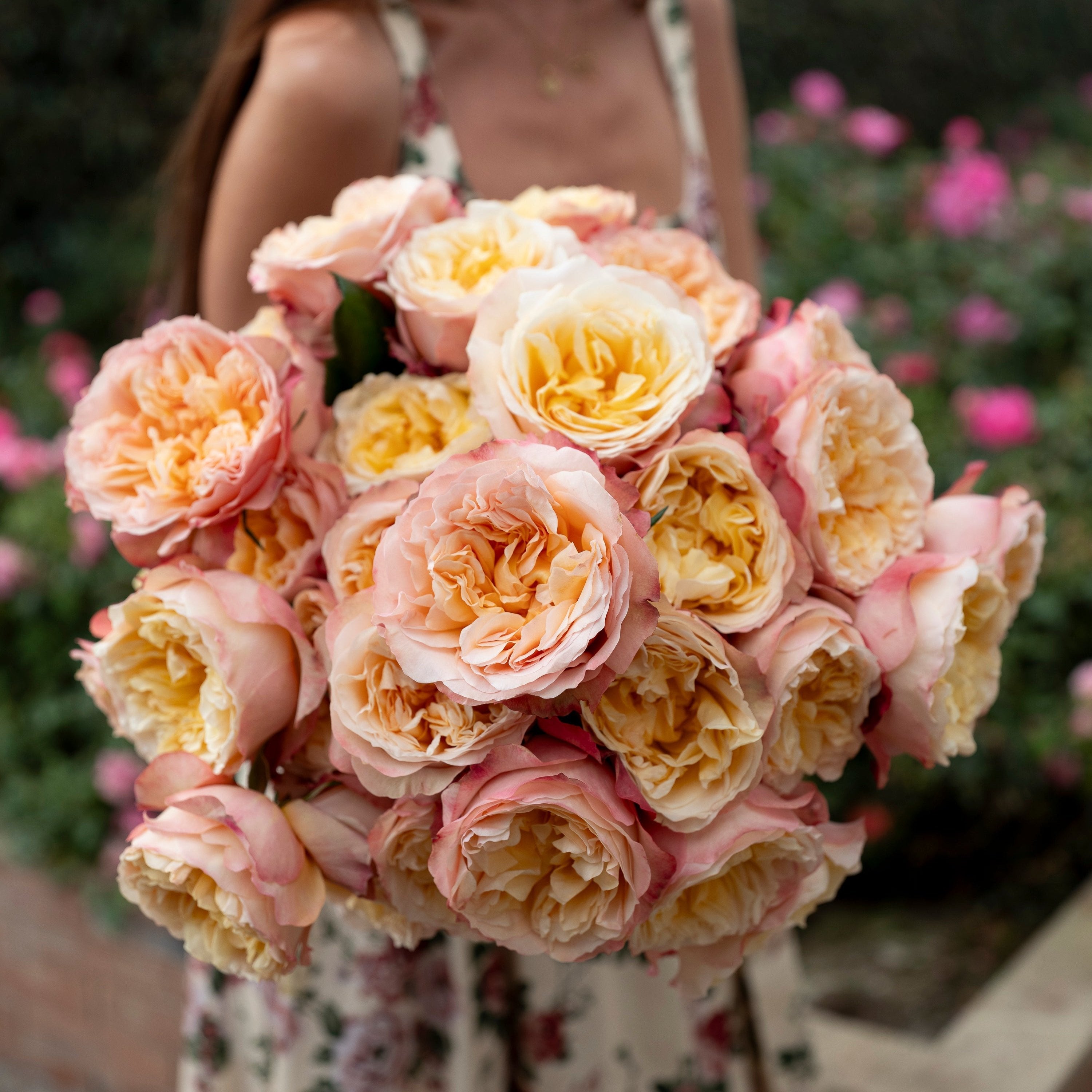 Rose - David Garden | Roses Edith Austin Rosey Wilde Elegant Lady