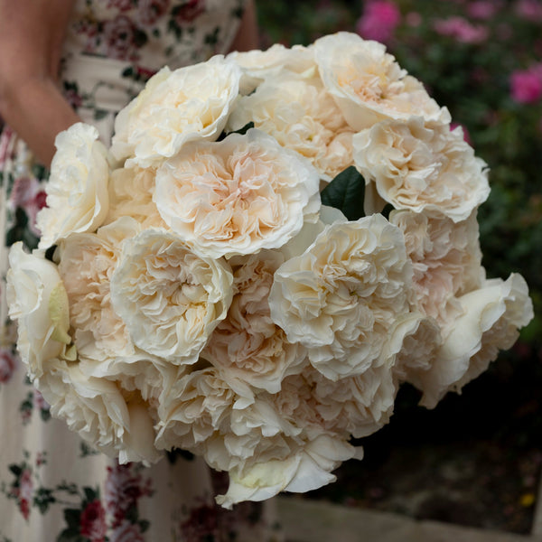 Cream Roses & Elegant Garden Blooms – Grace Rose Farm
