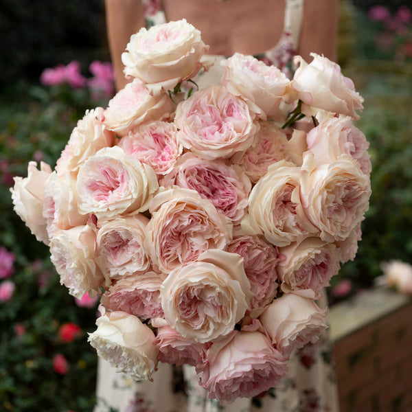 Our Roses – Grace Rose Farm