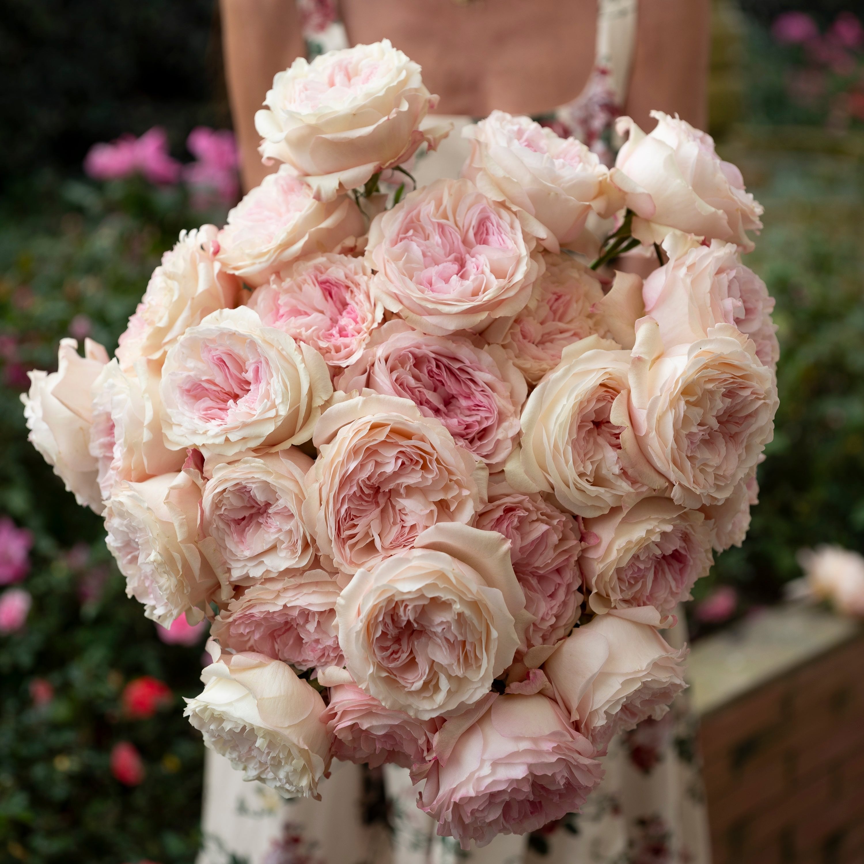 Keira Garden Roses | David Austin Cut Roses | Grace Rose Farm