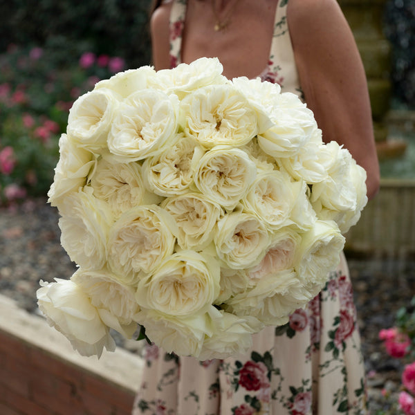 Cream Roses & Elegant Garden Blooms – Grace Rose Farm