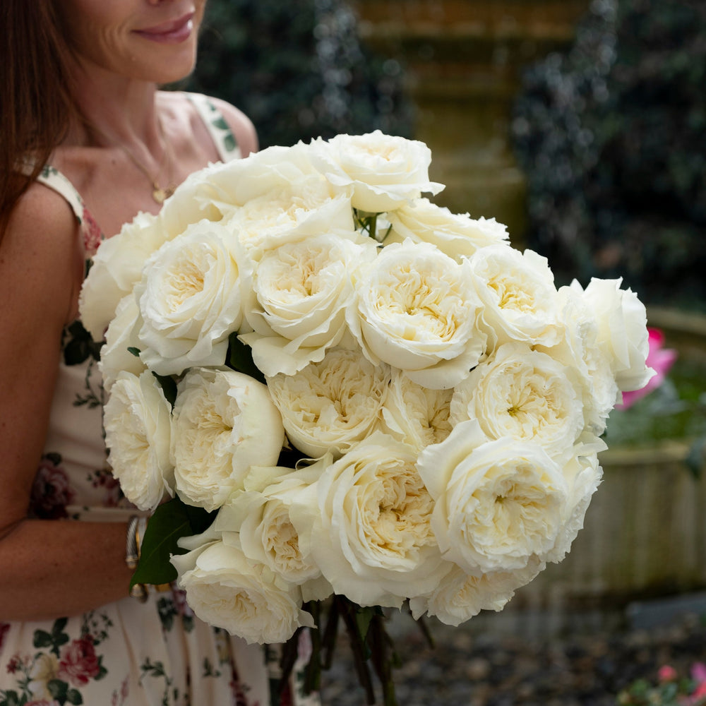 David Austin Roses | Signature Style Event Roses | Grace Rose Farm