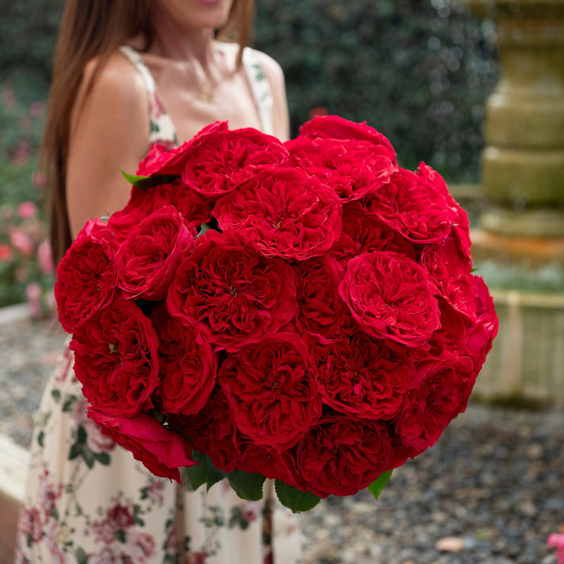 Always in Bloom™ Garden Rose Subscription