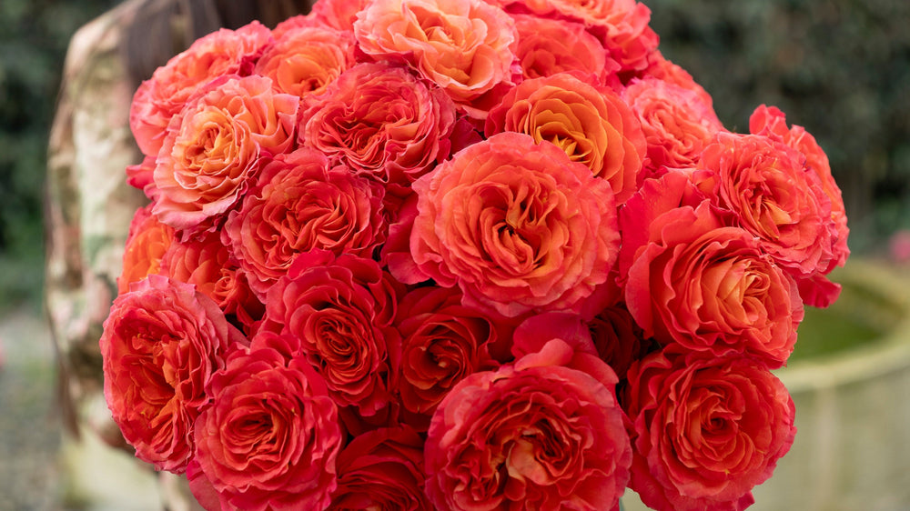 Autumn Collection – Grace Rose Farm