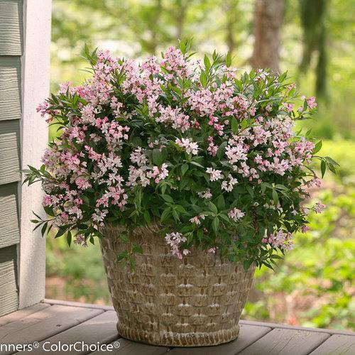 Proven Winners® Deutzia Yuki Cherry Blossom® Potted Deutzia Bush
