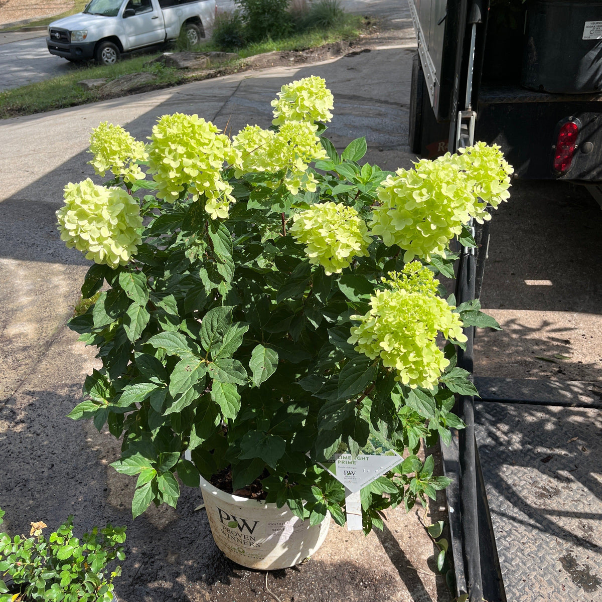 Proven Winners® Limelight Prime® Hydrangea Potted Hydrangea