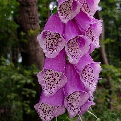 Foxglove Dalmatian Purple Potted Foxglove Plant