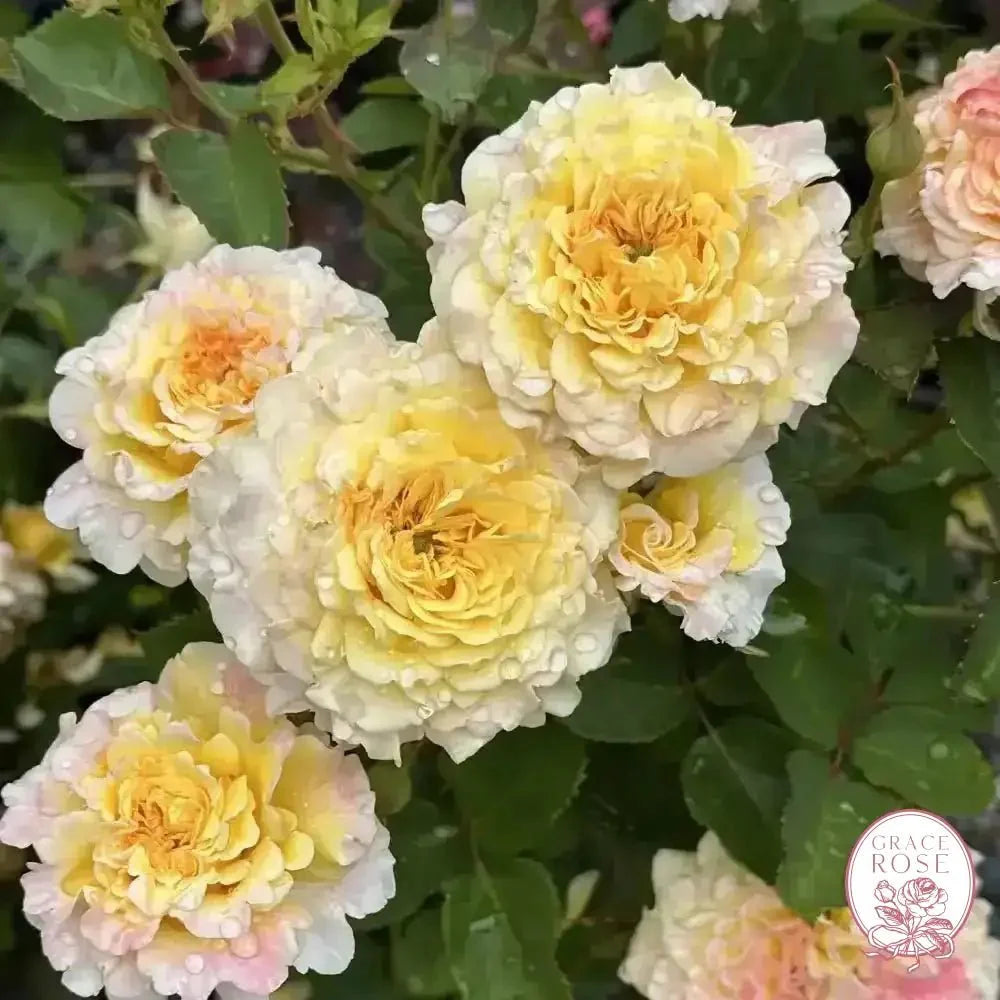 Jason's Resolv Bare Root Rose Bush