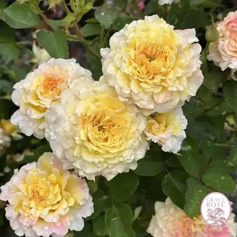 Jason's Resolv Bare Root Rose Bush