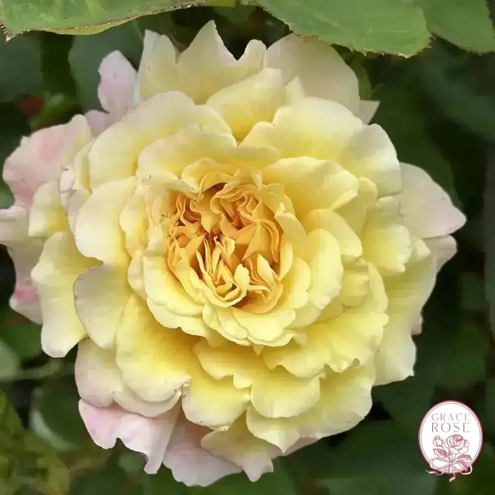 Jason's Resolv Bare Root Rose Bush