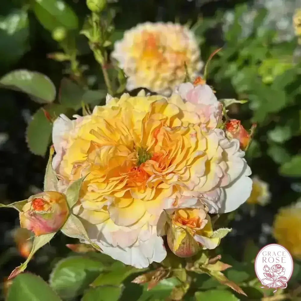 Jason's Resolv Bare Root Rose Bush