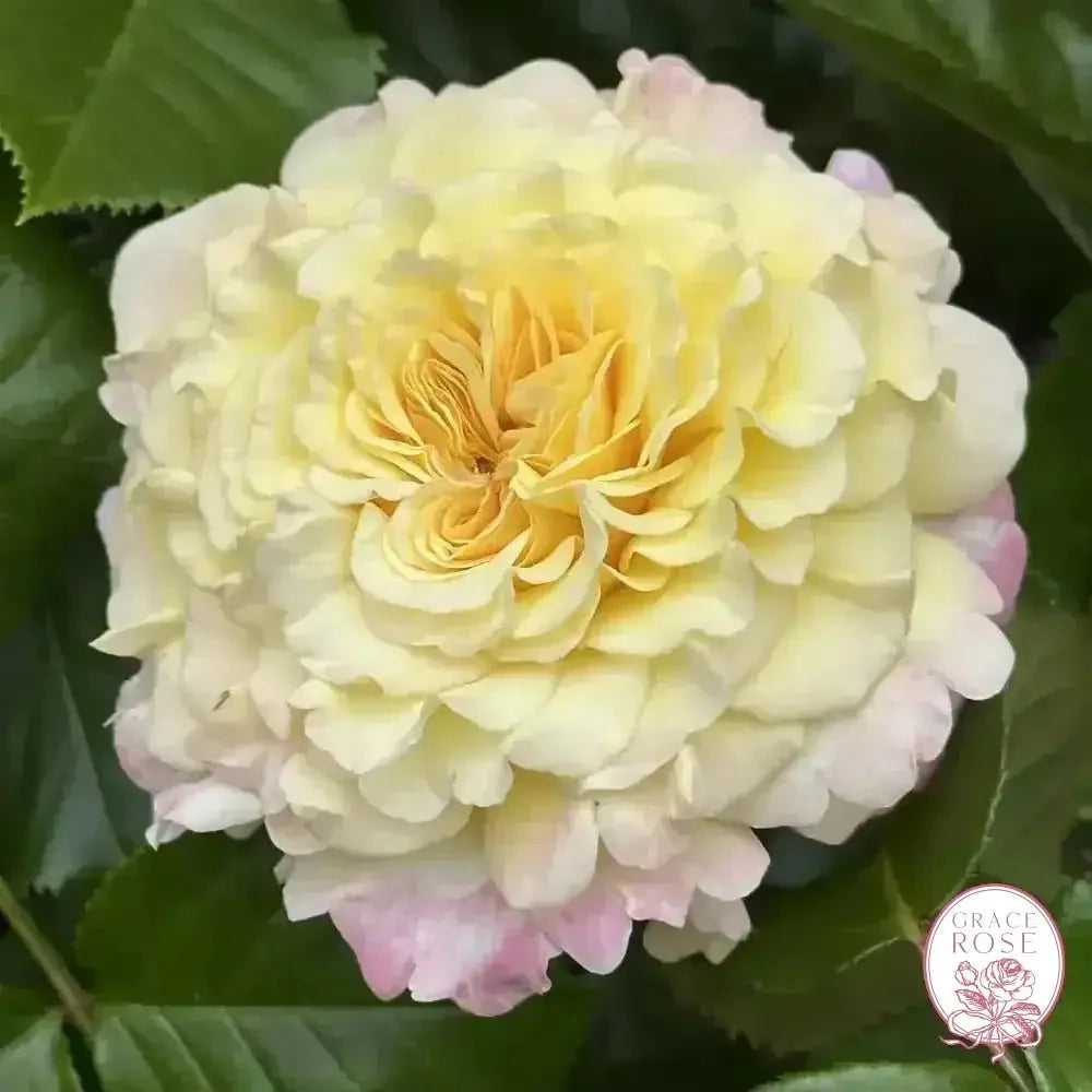 Jason's Resolv Bare Root Rose Bush - Grace Rose Farm