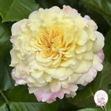 Jason's Resolv Bare Root Rose Bush