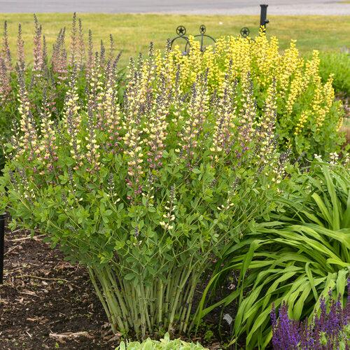 Proven Winners® Baptisia Deluxe Pink Lemonade Potted  False Indigo Plant