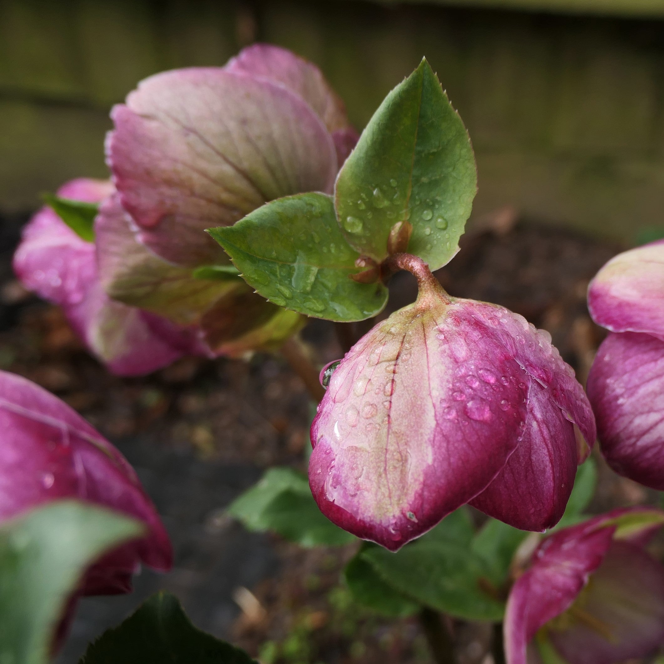 Helleborus Frostkiss® Glenda's Gloss® Potted Lenten Rose Plant