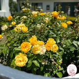 Julia Child™ Potted Tree Rose