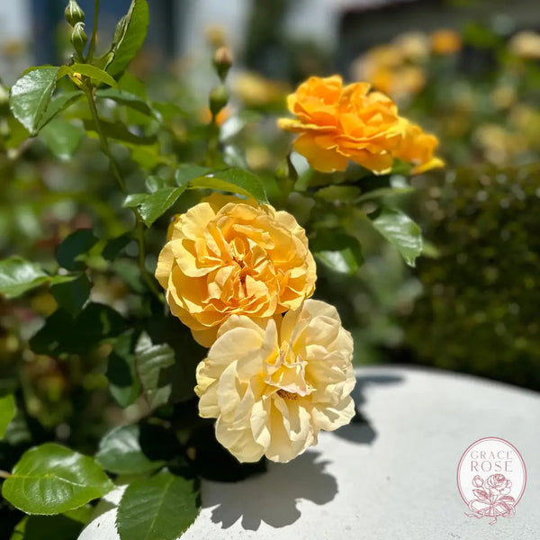 Julia Child™ Potted Tree Rose