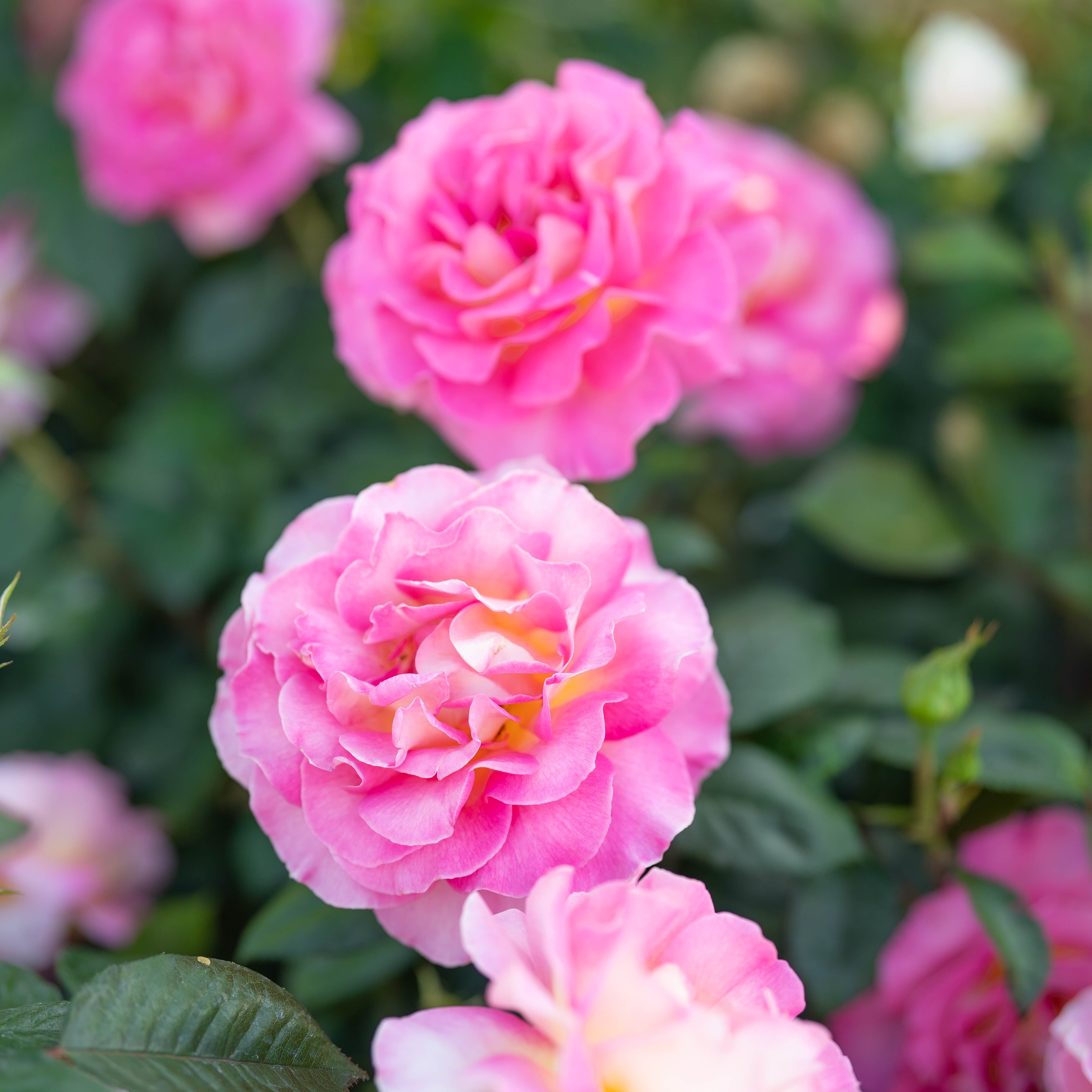 Julie Andrews Potted Rose Bush - Grace Rose Farm