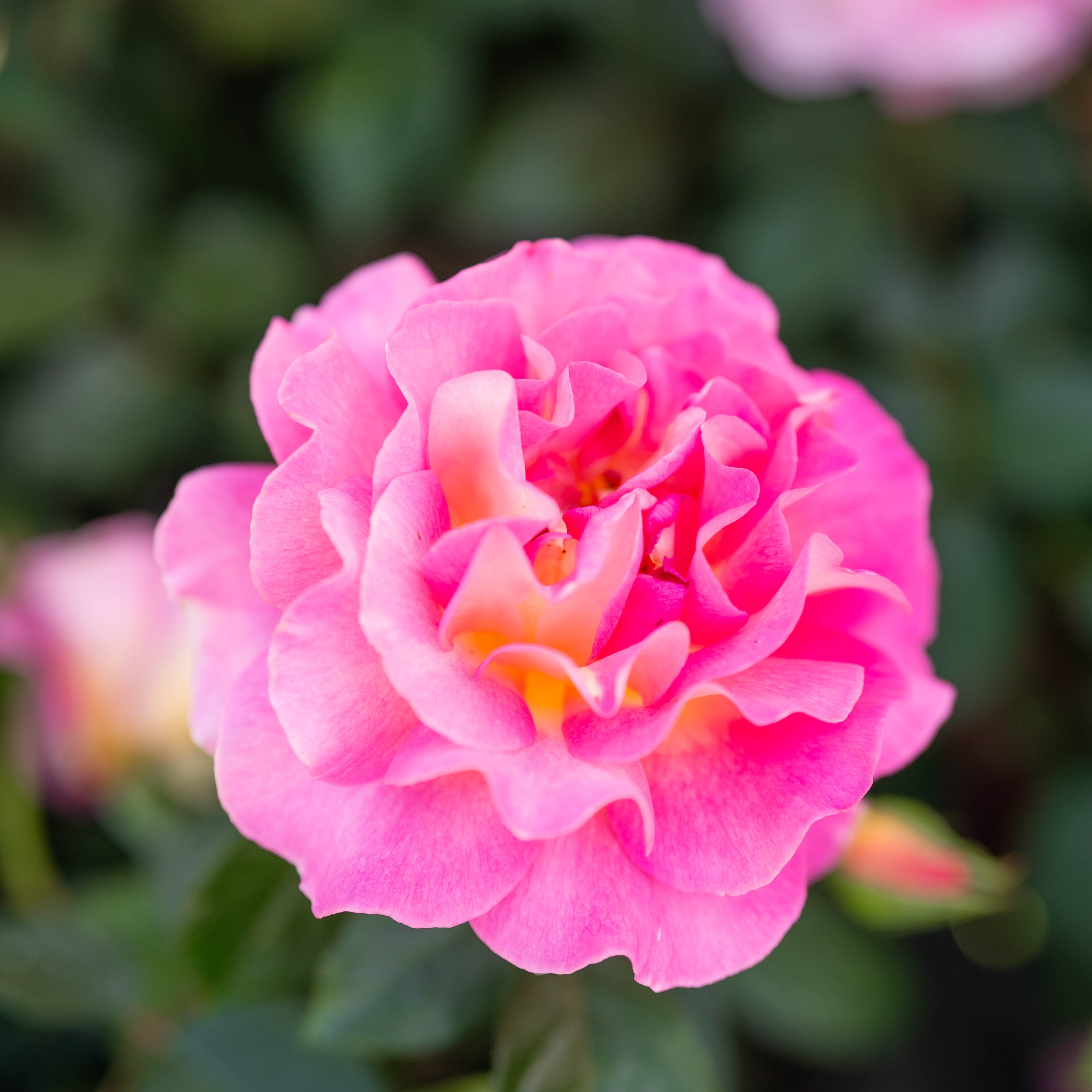 Julie Andrews Potted Rose Bush - Grace Rose Farm