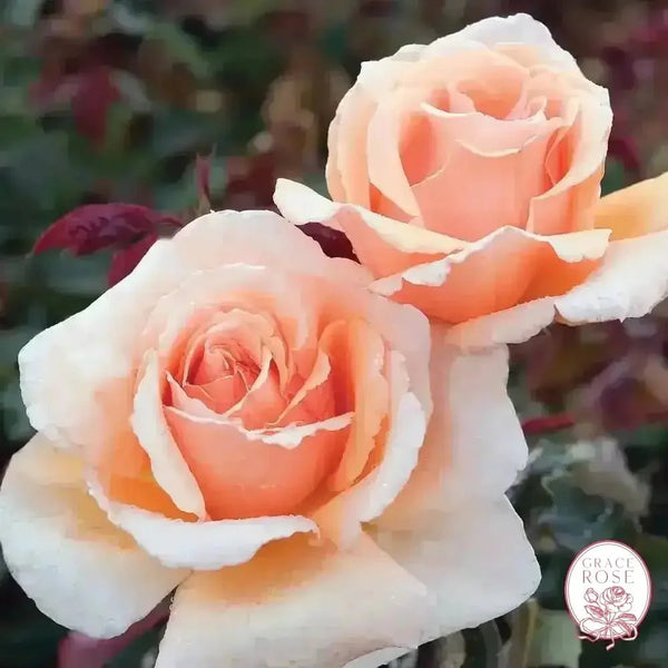 Just Joey Bare Root Rose Bush