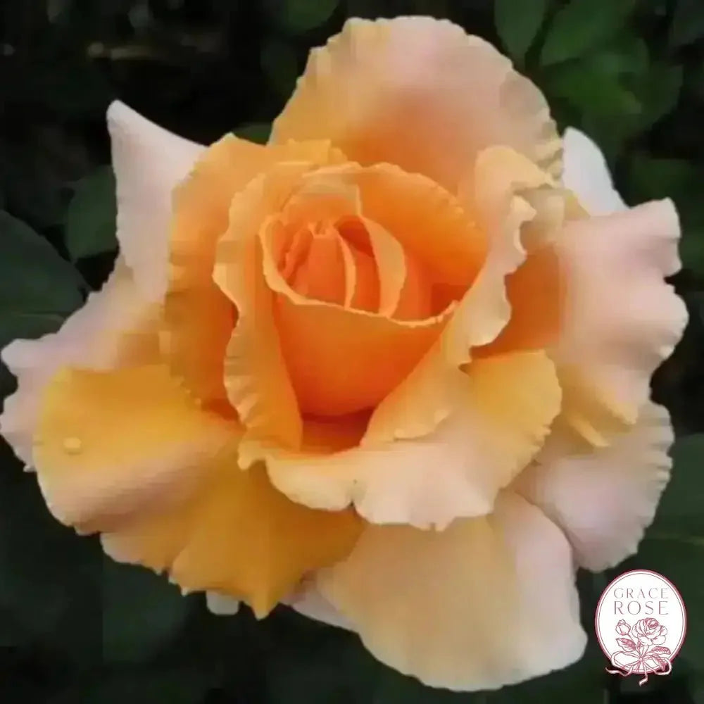 Just Joey Bare Root Tree Rose