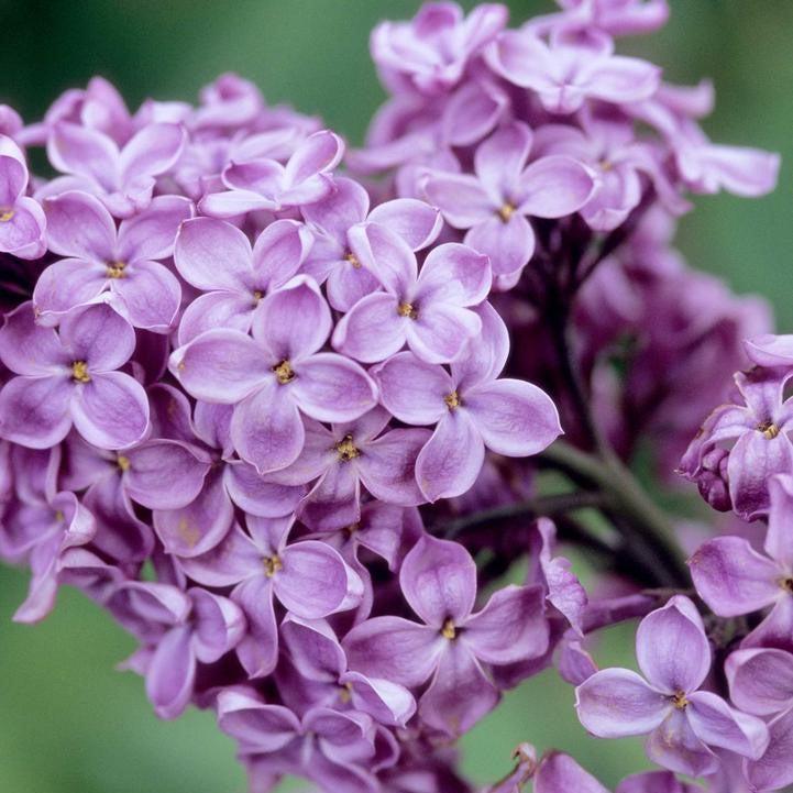 Lilac Declaration Potted Lilac Bush