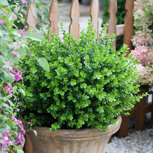 Proven Winners® Boxwood Sprinter® Potted Boxwood