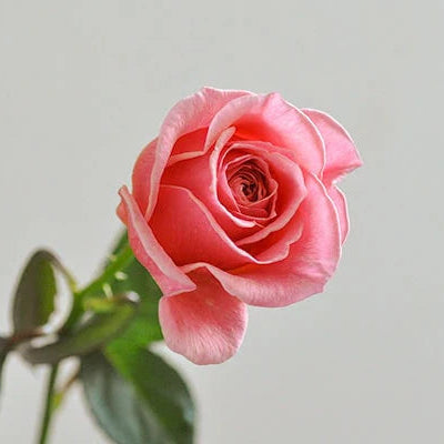 Wabara® Kaolikazali® Potted Rose Bush
